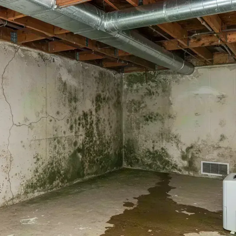 Professional Mold Removal in Estill County, KY